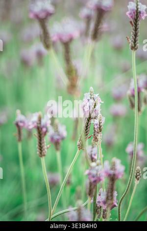 Un sereno primo piano di fiori di lavanda in piena fioritura su un morbido sfondo naturale sfocato, che evoca un senso di tranquillità primaverile e naturale Foto Stock