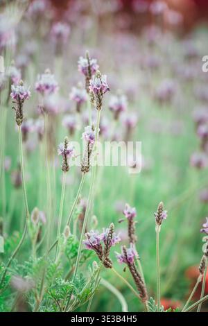 Una fotografia morbida in stile vintage che cattura i delicati e sottili gambi di lavanda in piena fioritura durante la primavera. L'attenzione centrale è sulla p naturale Foto Stock