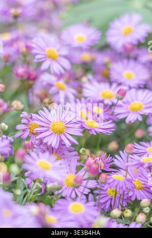 Una vista ravvicinata di un fitto campo di cervi viola in piena fioritura con morbidi petali viola-lavanda e centri gialli luminosi. La composizione presenta d Foto Stock