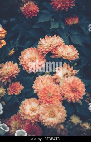 Una fotografia artistica ravvicinata con vivaci fiori di dahlia arancio-peachy su uno sfondo verde scuro, che enfatizza i loro strati testurizzati AN Foto Stock