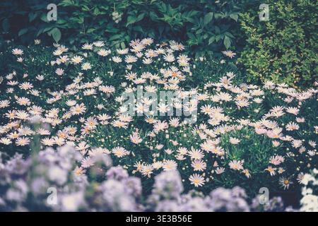 Una tranquilla fotografia di paesaggio naturale caratterizzata da piccoli fiori vivaci su un lussureggiante fogliame verde. Foto Stock