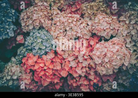 Immagine ravvicinata e strutturata di un denso gruppo di fiori di ortensia, che cattura una scena naturale ricca e vibrante. Il soggetto principale è l'intricata flor Foto Stock