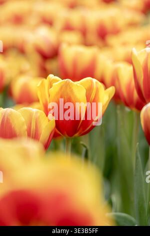 Una fotografia ravvicinata che mostra un singolo tulipano con ricchi petali gialli e rossi profondi, sottolineandone la delicata texture e la calda tavolozza di colori. Il sof Foto Stock