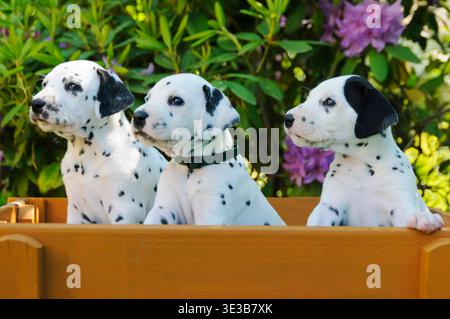 Drei Dalmatinerwelpen, fuenf Wochen alt, nebeneinander im Garten / tre cuccioli dalmati di cinque settimane, fianco a fianco in un giardino Foto Stock