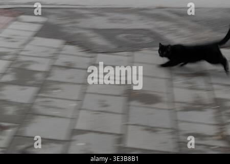 Cosa succede se il gatto nero attraversa il tuo cammino? Movimento sfocato di gatto spaventato per strada. Foto Stock