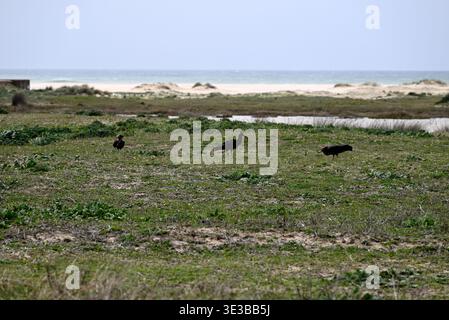 Colonia di rari ibis calvo settentrionale a Conil de la Frontera. Piccolo gruppo di rari geronticus eremita vicino a Conil de la Frontera, Andalusia, Spagna, Europa. Foto Stock