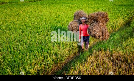 Uomo che trasporta riso appena raccolto attraverso campi verdi, Odisha, India Foto Stock
