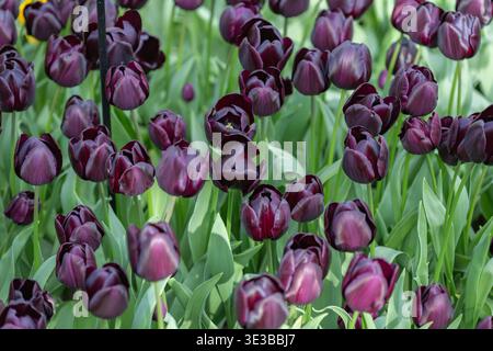 Dal Bordeaux intenso ai tulipani neri che crescono in un lussureggiante campo verde. Sofisticata e rara varietà di fiori scuri alla mostra Keukenhof. Foto Stock