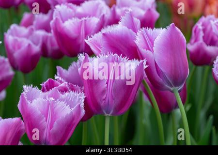 Un gruppo di suggestivi tulipani orlati viola e magenta che fioriscono nei vibranti campi di Keukenhof. Foto Stock