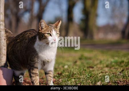 Un tabby domestico e un gatto bianco in piedi in allerta sull'erba verde in un parco in una giornata di sole. Il gatto guarda fuori dalla telecamera con uno sfondo sfocato Foto Stock