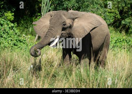 Elefante africano, Loxodonta africana, Murchison Falls National Park, Uganda Foto Stock