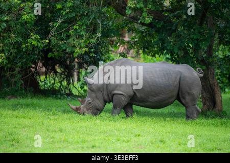 Rinoceronte bianco, Ceratotherium simum, Ziwa Rhino and Wildlife Ranch, Uganda Foto Stock