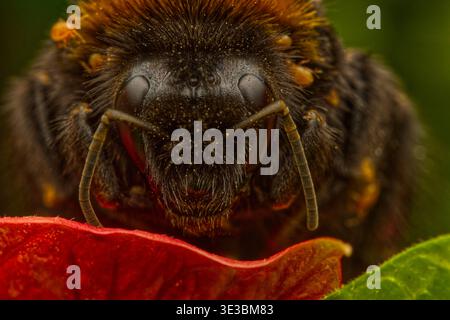 Foto macro di un bumblebee con un sacco di acari gialli su tutto il corpo seduta su una pianta con foglie verdi e rosse Foto Stock