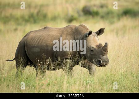 Rinoceronte bianco, Ceratotherium simum, riserva di caccia di Pilanesberg, Sudafrica Foto Stock