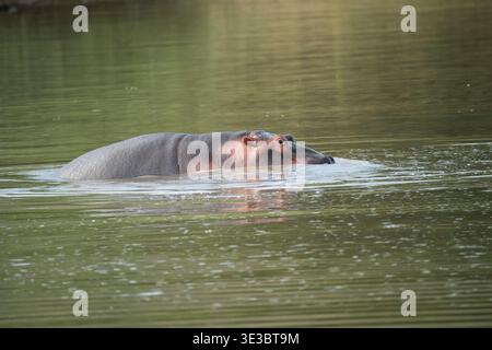 Ippopotamo nell'acqua, ippopotamo anfibio, riserva di caccia di Pilanesberg, Sudafrica Foto Stock