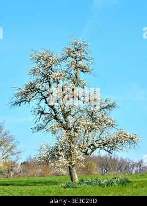 Alta Pera di oltre 100 anni in piena fioritura in primavera - Bossay-sur-Claise, Indre-et-Loire (37), Francia. Foto Stock