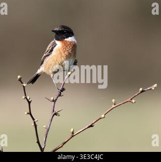 A male Stonechat (Saxicola rubicola) nelle Cotswold Hills durante l'inizio della primavera Foto Stock