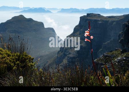 Vista dal Table Mountain e Cape Town, Sud Africa Foto Stock