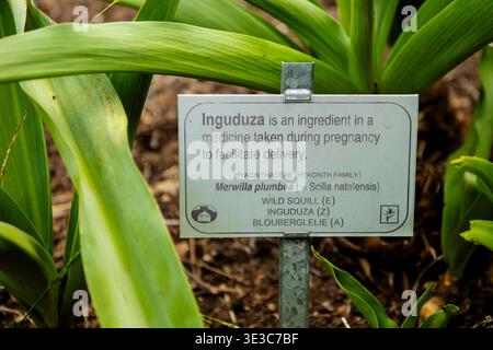 Useful Plants Garden, Kirstenbosch National Botanical Garden, città del Capo, Sud Africa Foto Stock