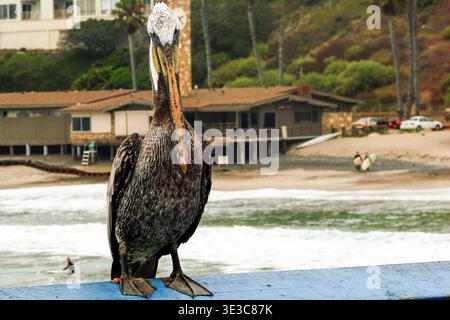 Primo piano di un pellicano bruno della California arroccato sulla ringhiera blu del molo di San Clemente, California Foto Stock