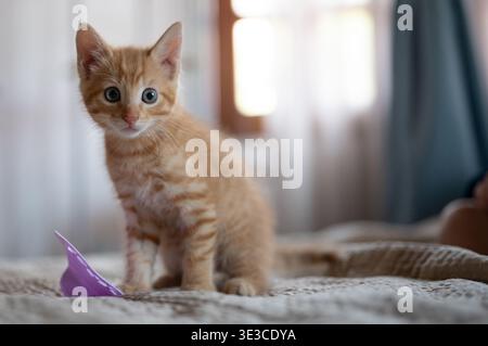 Adorabile gattino arancione dall'aspetto curioso, circondato da tessuti morbidi e dalla calda luce del sole. Foto Stock