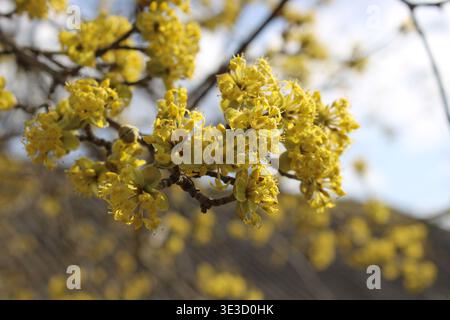 I fiori di colore giallo brillante crescono su un ramo d'albero in primavera. La luce del sole risplende sulle fioriture, portando calore ed energia al giardino. Le api possono essere se Foto Stock