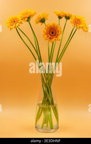 Fiori gialli luminosi in vaso in vetro trasparente su sfondo arancione caldo Foto Stock