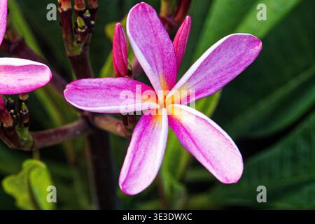 Plumeria rubra è una specie di piante decidue appartenente al genere Plumeria. I suoi nomi comuni includono frangipani, paucipan rosso e gelsomino rosso. Foto Stock