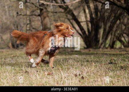 Il cane per recupero dell'anatra della nuova Scozia in attività è veloce in un campo Foto Stock