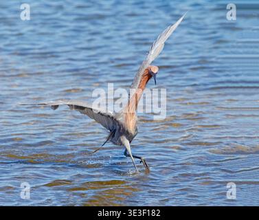Egret rossastro nell'allevamento Plumage a caccia di pesci Foto Stock