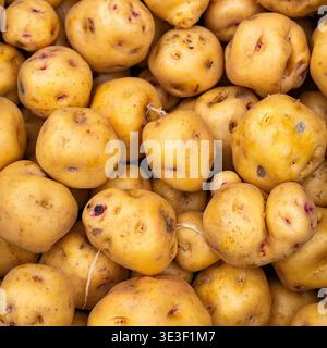 Un mucchio di patate creole gialle pronte per la vendita in un mercato colombiano locale, Solanum phureja Foto Stock