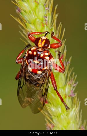 Un variopinto mosca di bestiame (Hippobosca rufipes) seduto in una pianta, il Sudafrica Foto Stock