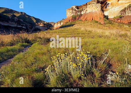 Paesaggio con rocce di arenaria e fiori selvatici, Golden Gate Highlands National Park, Sudafrica Foto Stock