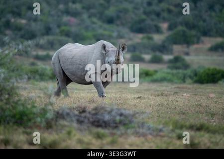 Rinoceronte bianco, Ceratotherium simum, Shamwari Game Reserve, Sud Africa Foto Stock