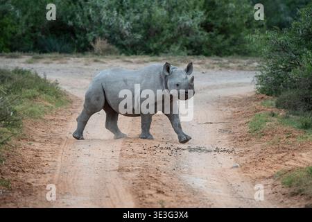 Rinoceronte nero vitello, Diceros bicornis, Shamwari Game Reserve, Sudafrica Foto Stock