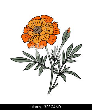 Calendula disegnata a mano, fiore del mese di nascita di ottobre Illustrazione Vettoriale