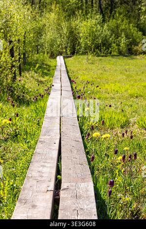 Riserva naturale con la fritillaria della testa di serpente in fiore presso una passerella di legno Foto Stock