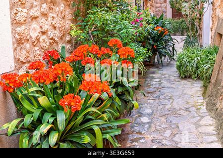 Splendidi fiori che fioriscono in uno stretto vicolo tra case in pietra Foto Stock