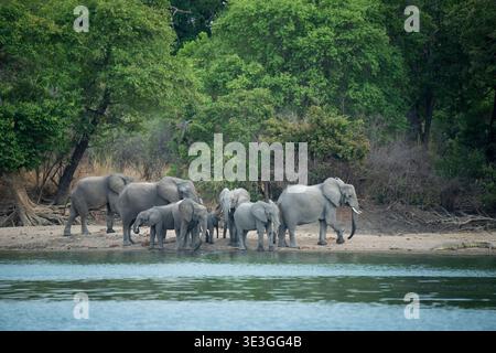 Elefante africano che beve presso il fiume Kafue, Loxodonta africana, Kafue National Park, Zambia Foto Stock