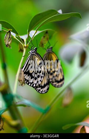 Farfalla di kite di carta o di carta di riso, giardino delle farfalle di Ryugujo, Motobu, Okinawa, Giappone. Foto Stock