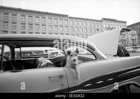 Dagli anni '1950, questa fotografia di strada in bianco e nero, probabilmente di Angelo Rizzuto, cattura una scena affascinante nella New York d'epoca. Un terrier a pelo metallico si inclina fuori dal finestrino di un'auto classica, mentre sullo sfondo una persona lavora sul bagagliaio di un altro veicolo con edifici storici in pietra arenaria che fiancheggiano la strada. Foto Stock