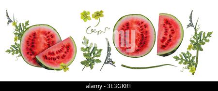 Composizione acquerello con una fetta rotonda di anguria e un pezzo triangolare circondato da foglie, tendini e fiori gialli. Illustrazione per p Foto Stock