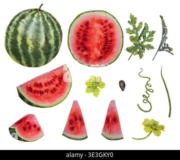Set di anguria ad acquerello: Frutta intera, fette, pezzi triangolari, taglio rotondo, foglie, tendini, fiori e un seme. Illustrazione della confezione, patte Foto Stock