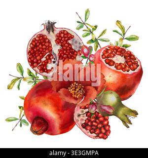 Composizione acquerello con melograni, frutta, fiori, foglie e boccioli in calde tonalità di rosso e verde. Illustrazione per imballaggio, schede, menu, cosme Foto Stock