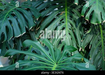 Le foglie di Monstera riempiono la cornice di fitte foglie tropicali e motivi di foglie naturali Foto Stock