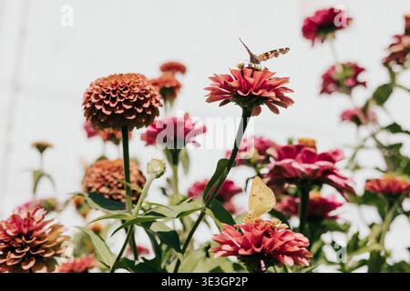 Le farfalle atterrano su fiori selvatici che crescono contro capannoni bianchi in giardino Foto Stock