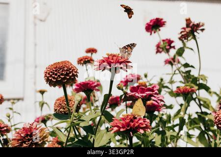 Le farfalle atterrano su fiori selvatici che crescono contro capannoni bianchi in giardino Foto Stock