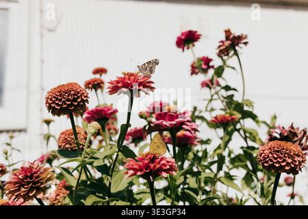 Le farfalle atterrano su fiori selvatici che crescono contro capannoni bianchi in giardino Foto Stock