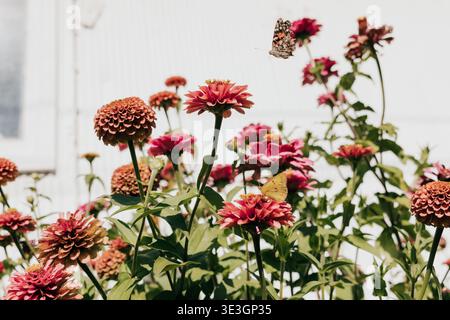 Le farfalle atterrano su fiori selvatici che crescono contro capannoni bianchi in giardino Foto Stock