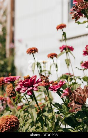 Le farfalle atterrano su fiori selvatici che crescono contro capannoni bianchi in giardino Foto Stock